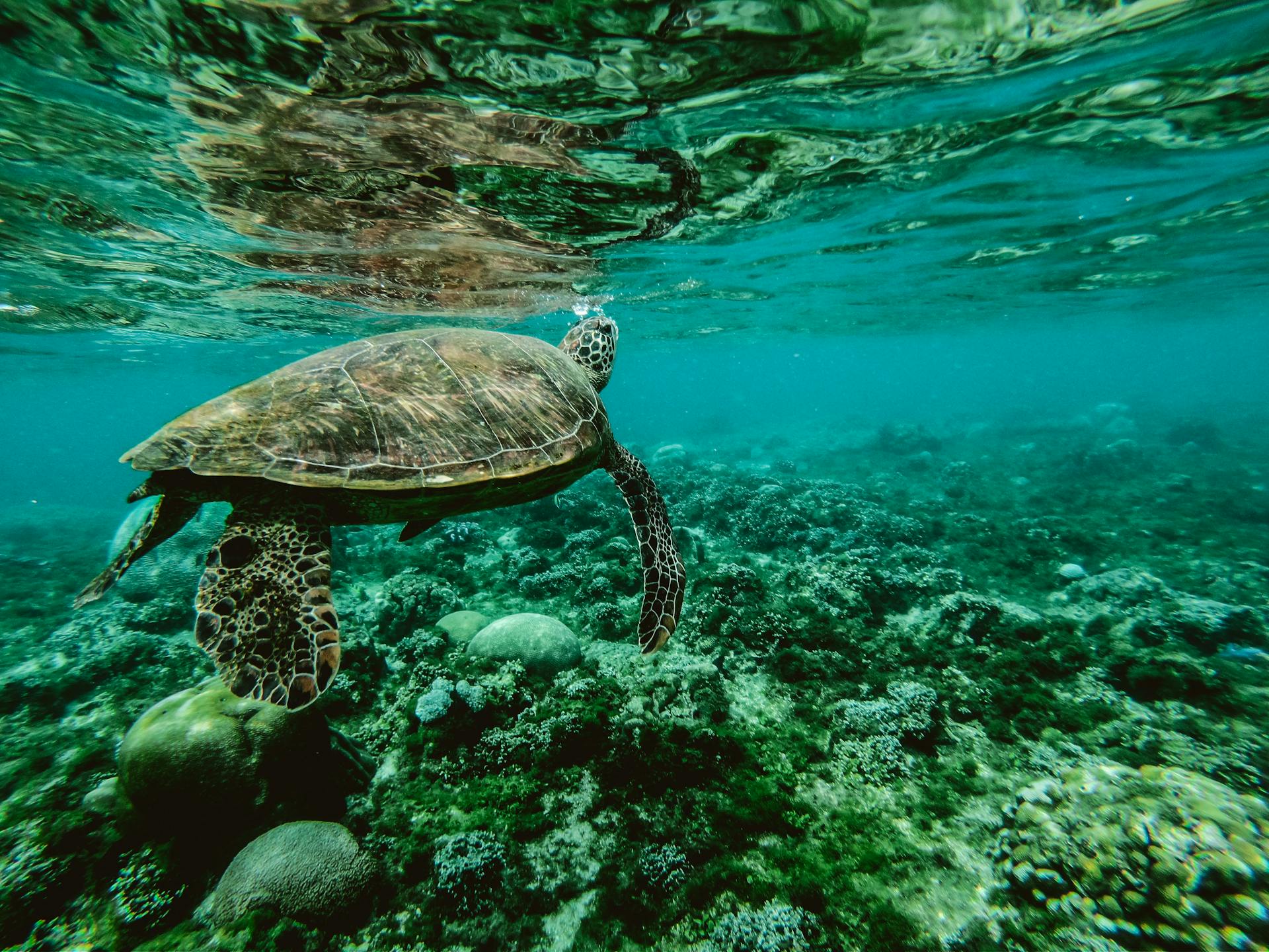 Underwater Image