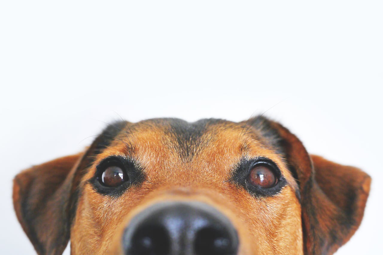 Paradigm Pet Professionals